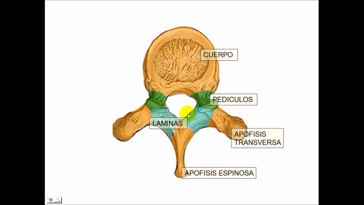 video phone é a continuação de telephone Vertebras Cervicales