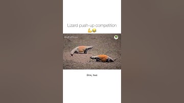 Lizard push-up competition💪🤣