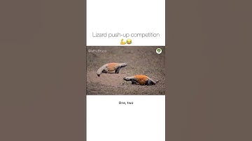 Lizard push-up competition💪🤣