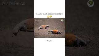 Lizard push-up competition💪🤣