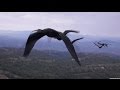 WHY BIRDS FLY IN A &#39;V&#39; FORMATION ? BBC NEWS