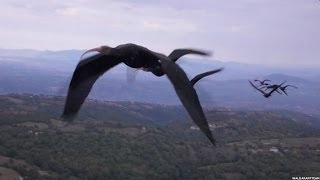 WHY BIRDS FLY IN A 'V' FORMATION ? BBC NEWS