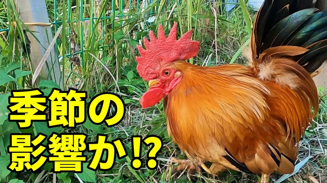 ニワトリの行動の変化についていけず混乱しています… 320話目 - YouTube