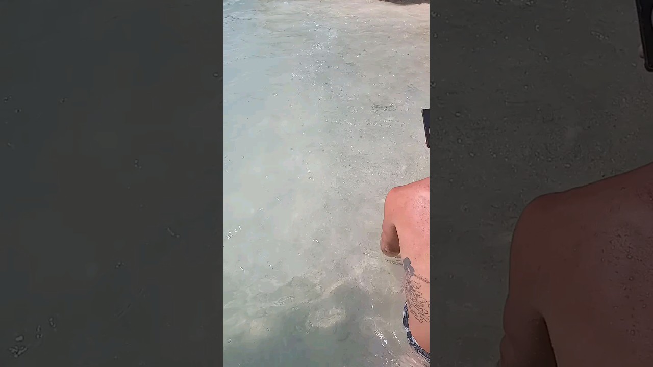 Baby turtles hatching ! 