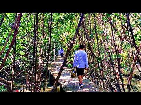 Best Nature Walk In Mangrove Forest Place To Visit Near Bangkok Things To Do In Samut Sakhon 