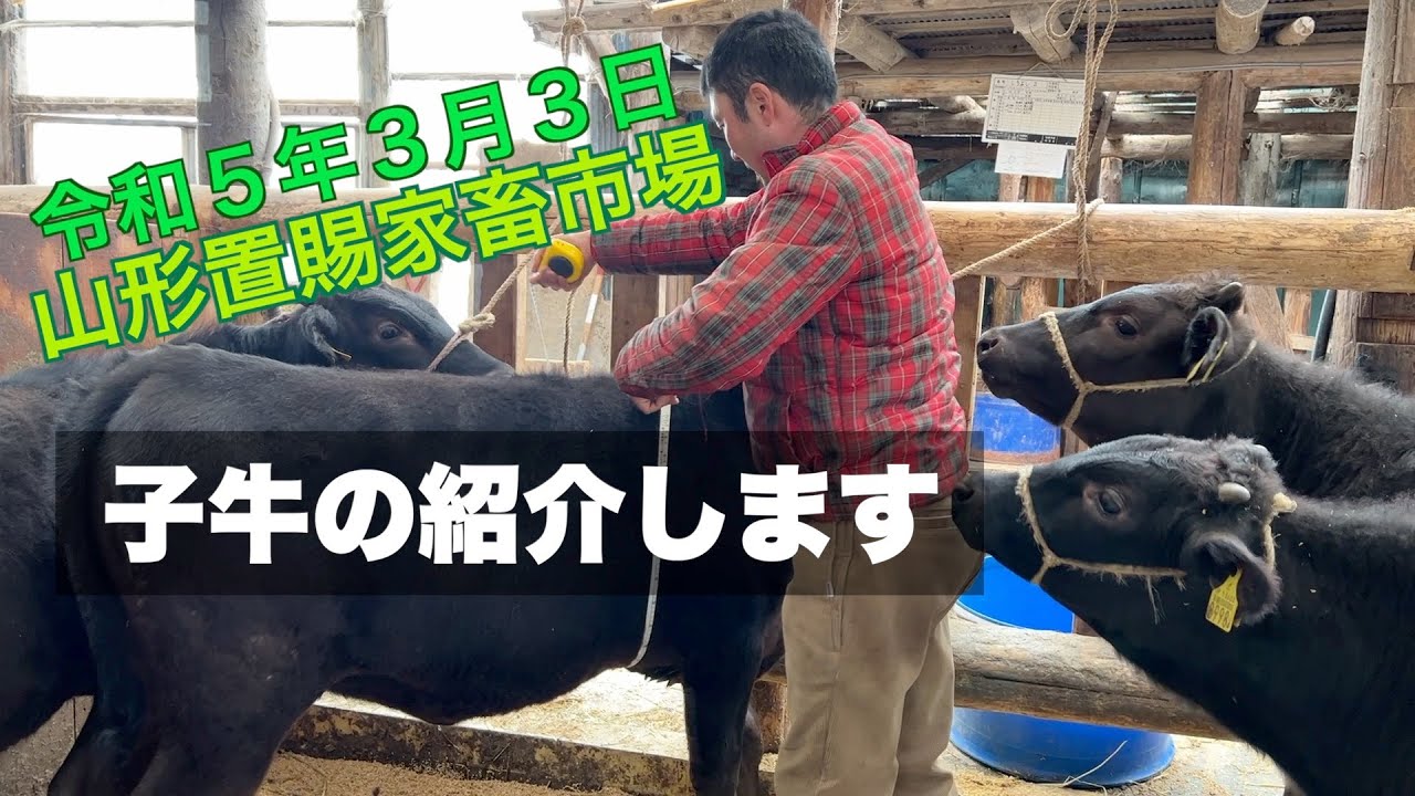 3ヶ月ぶりの家畜市場に出荷する子牛の紹介です。８頭