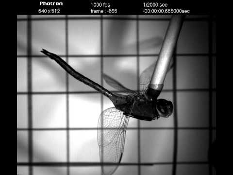 Dragonfly High-Speed Flight Video