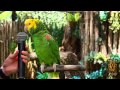 Amazing parrot Quito sings "Old MacDonald"