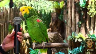 Amazing Parrot Quito Sings Old Macdonald