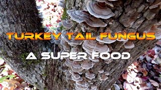 Wild Medicinal Turkey Tail