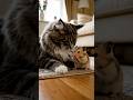 Cute♥️#shorts #funny #asmr #cat #cute #hamster #animals #satisfying #ai