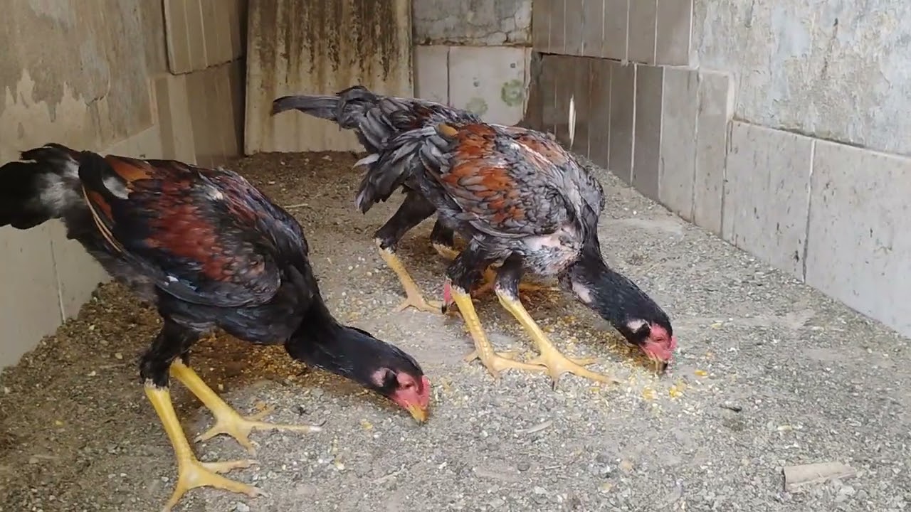 Frangos da 3 ninhada com 4 meses