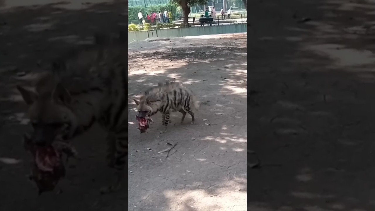 Sarthana Nature Park in Surat | Chidiya Ghar Surat | Zoo in Surat Gujarat | 