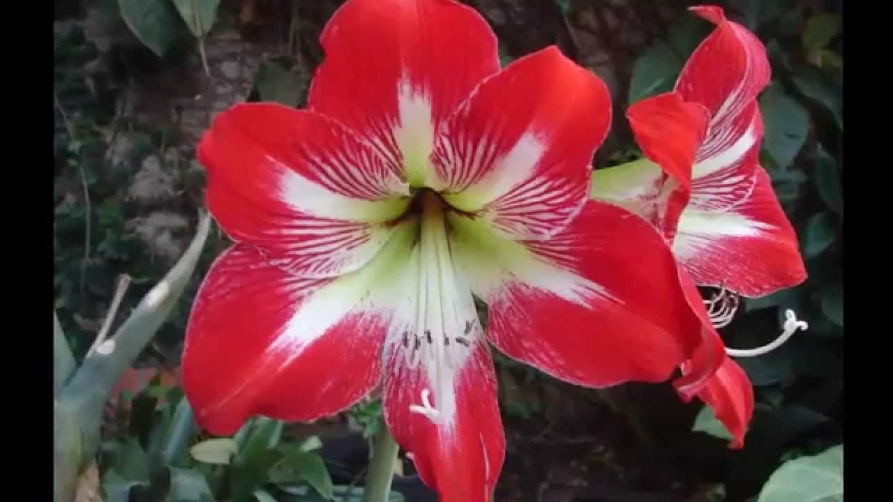 las flores mas hermosas del mundo top 25 - YouTube