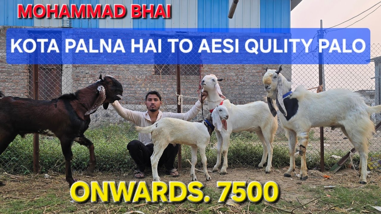 MOHAMMAD BHAI HAMESA KI TARHA AYE QULITY LE KAR ONWARDS. 7500