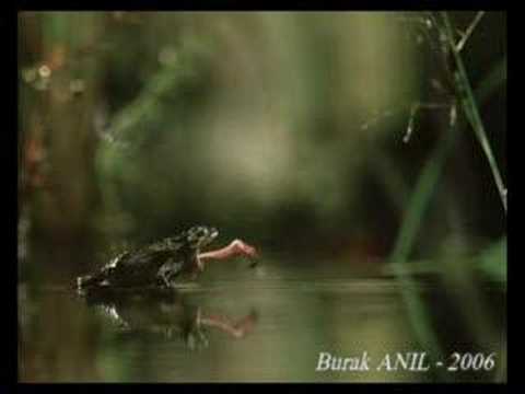 Video: Zašto žaba Strši Glavu Iznad Površine Vode
