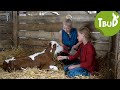 Milchmädchenrechnung (Folge 48) | Tiere bis unters Dach | SWR Kindernetz