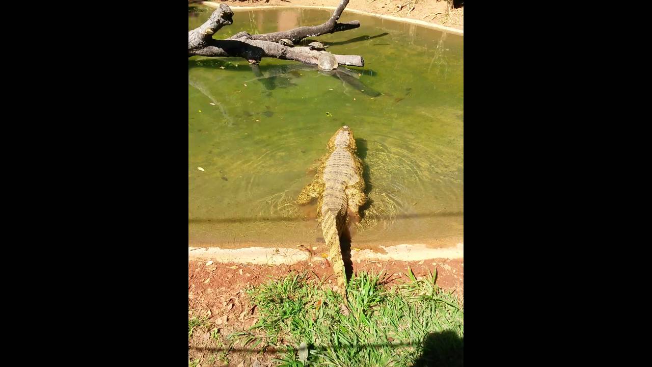camera iphone 8 plus apk Jacaré do Papo Amarelo