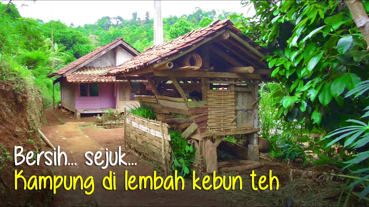 Suasana Kampung di Lembah Perkebunan Teh KNPI Cipasung - Majalengka Selatan