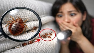 Can You Get Rid of Bed Bugs in 24 Hours? (Real Answer)