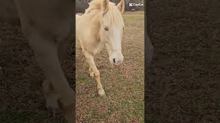 his difff colred eyes #fypage #fypp #fypシ゚viral #fyp #horse #love #edit