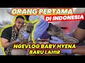 IRI GA LO PADA EKSLUSIF ORANG PERTAMA VLOG LANGSUNG BABY HYENA BARU LAHIR DI INDONESIA