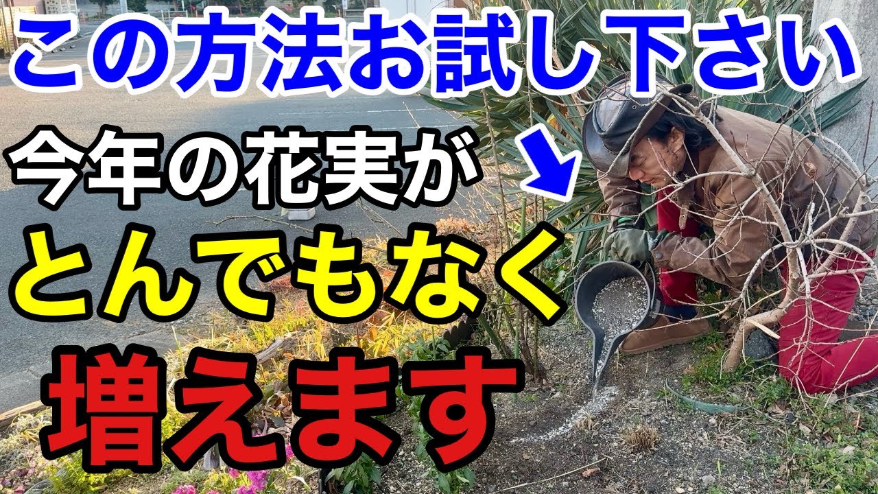 【やらなきゃ損】このひと手間で春からの花付き実つきが激変します　【園芸】【ガーデニング】【初心者】