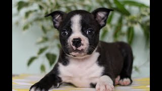 Boston Terrier Puppies for Sale