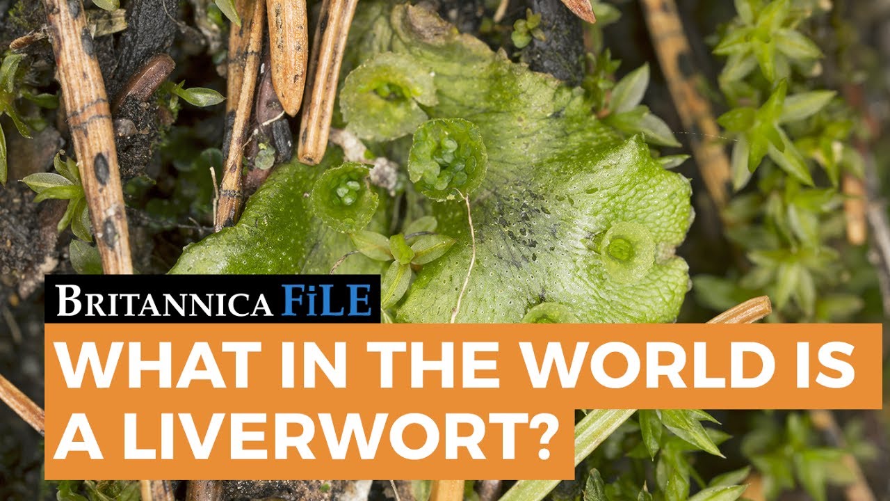 What in the World is a Liverwort? YouTube