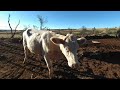 Vacas en realidad virtual Episodio #21