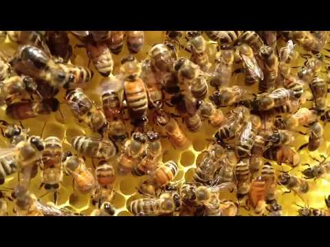 Honey Bee Waggle Dance Ask A Biologist