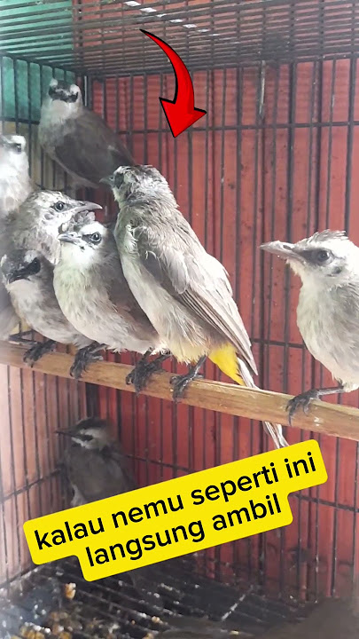 Ciri2 Trucukan ombyokan prospek #trucukan #burung #shorts