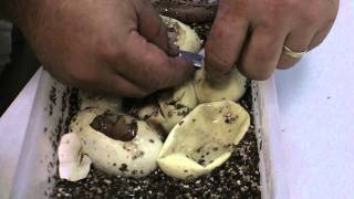 Cutting Ball Python eggs at The Reptile Zoo Masquerade! Wealth