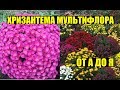 ХРИЗАНТЕМА МУЛЬТИФЛОРА - выращивание, уход.