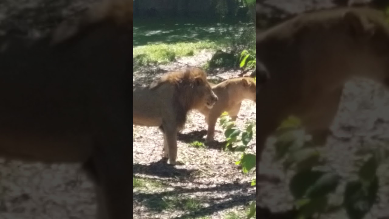 Lions at the Jacksonville Zoo FL Spring Fever 2021 YouTube