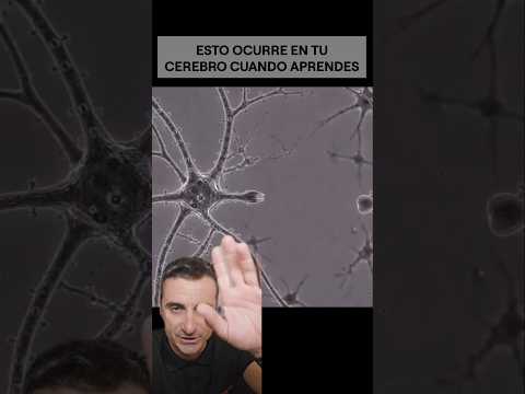 Esto ocurre en tu cerebro cuando aprendes.#supervivencia #sabiasque #curiosidades
