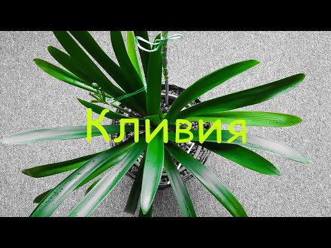 Clivia|Клівія|Кливия|Уход в домашних условиях|Цветение|Размножение|Возможные сложности в выращивании