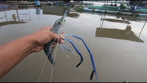 CÂU TÔM CÀNG XANH VỀ LUỘC NƯỚC DỪA TẨM BỔ VỢ BẦU