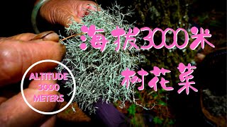 [一瞥EyesOn 082]3000米海拔，在树上长的菜，你见过吗?/Have you ever seen vegetables growing on trees at 3000M？