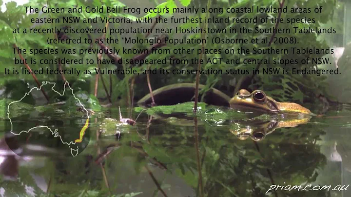 Green & Gold Bell Frog: Priam Research & Breeding