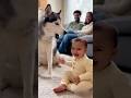 【奇跡】赤ちゃんとハスキー、会話が完全に成立する🤣👶🐺 【Miracle】A Baby and a Husky Are Fully Having a Conversation