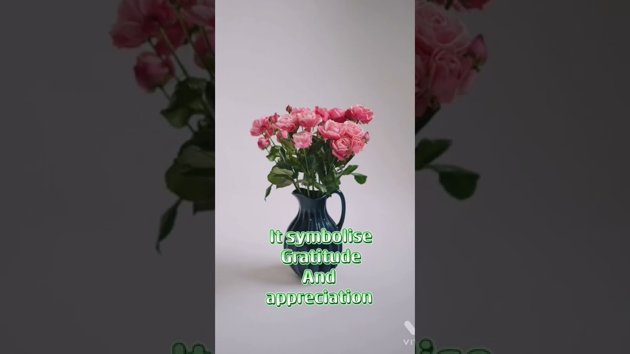 Meaning of pink rose   photocredit to pexels