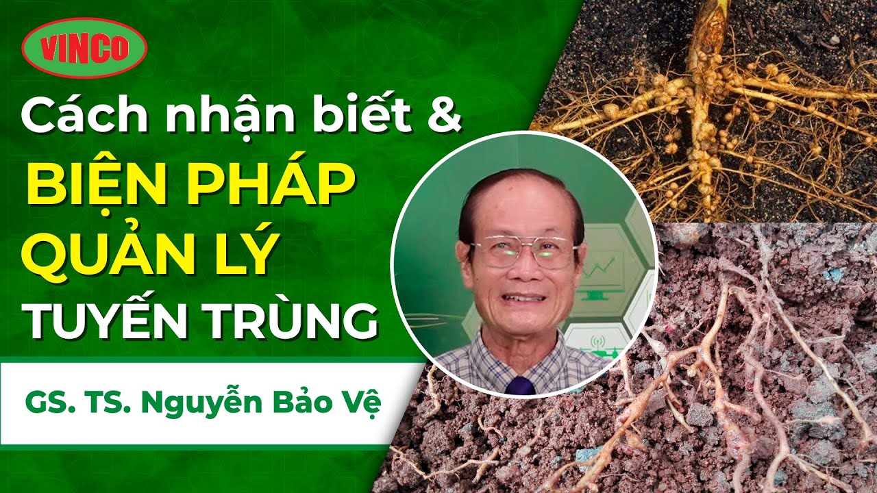 Tuyến Trùng Gây Hại: Cách Nhận Biết Và Biện Pháp Quản Lý Bệnh Hại Từ GSTS Nguyễn Bảo Vệ