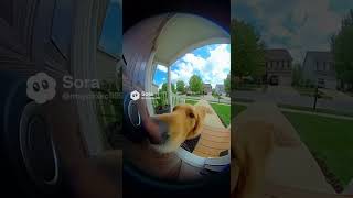 The Dog That Thinks the Doorbell Is Magic #fuunydog #ringdoorbell #viralpets