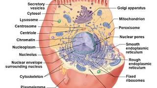 Topic 2b Cells- Dr. Basu's Easy Anatomy & Physiology Lecture