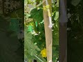 white taroi#home garden#gardening tips#plant care#viral video