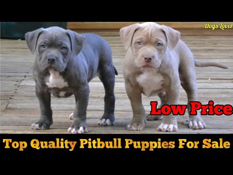 top-quality-pitbull-puppies-for-sale