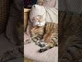 cat #viral #cat #cute #cats #kitten #music #imotional