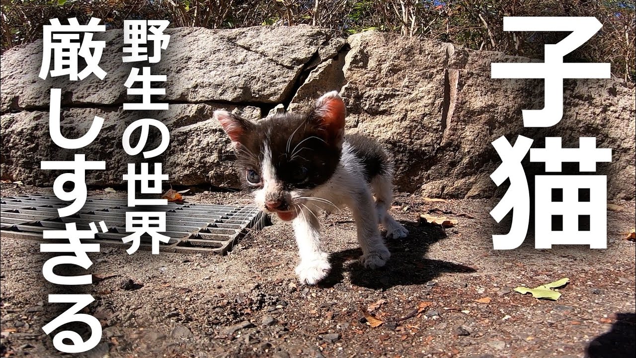 【野生の子猫】厳しい世界を生き抜く姿とは…
