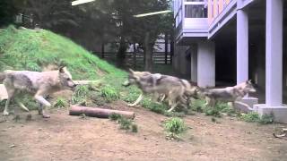 オオカミ舎に魚を投入〜Wolves that run aiming at fish